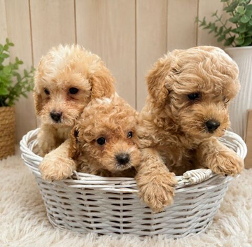Ready now! 3BOYS LEFT. Beautiful cavapoo pups