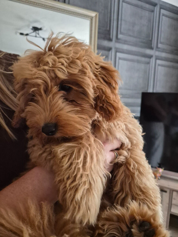 Beautiful female cavapoo