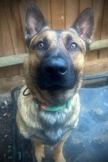1 1/2 year old Mali mix