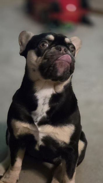 French Bulldog KC  12mths old