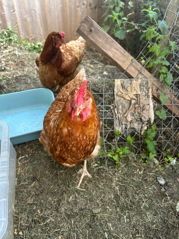 I&rsquo;m having to re-home my 2 beautiful chickens