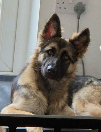 Female gsd