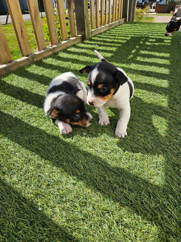 Jack Russel Puppys