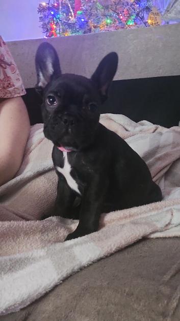 Frenshiepup