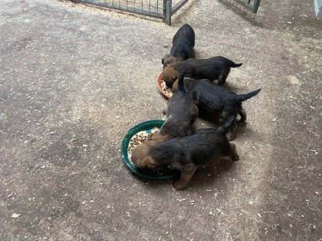 Cracking Border pups