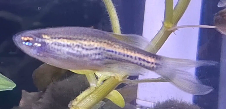 4 Danio Fish + 40L Tank