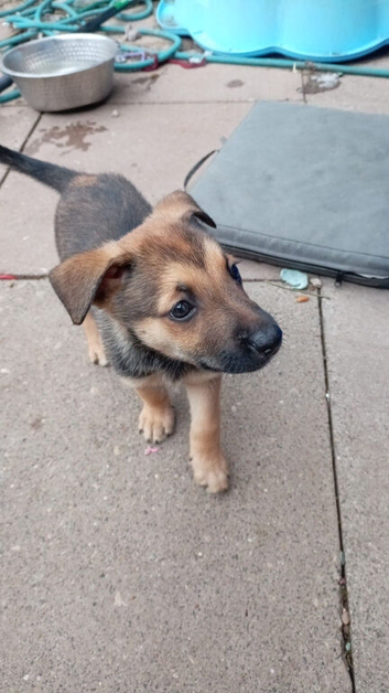 German Shepherd cross Belgian mali pups