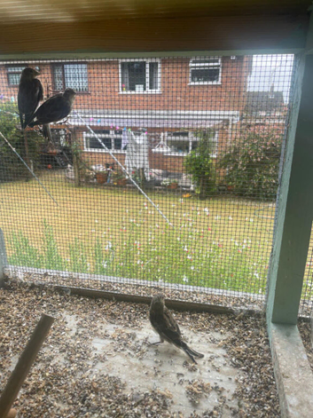 Linnets