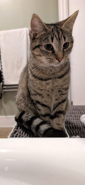 CAT LOOKING FOR HOME
