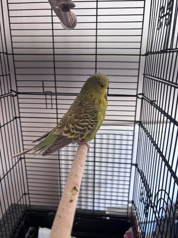 Exhibition budgie parrot hen female