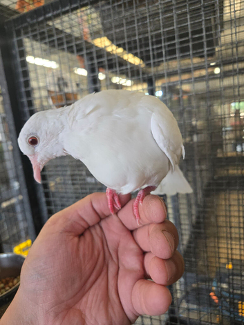 Beautiful friendly Java Doves &ndash; Perfect Aviary Birds Available Now!