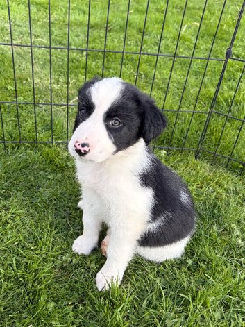 Border collie puppies