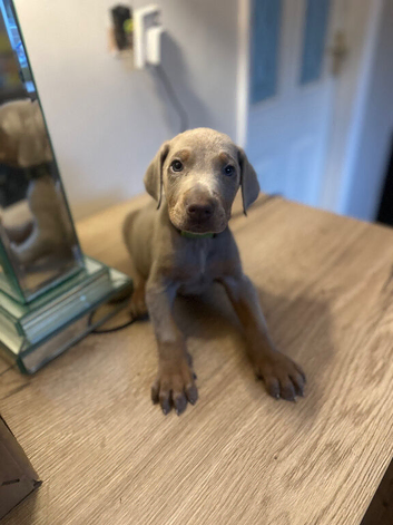 Stunning Isabella KC registered Doberman puppies