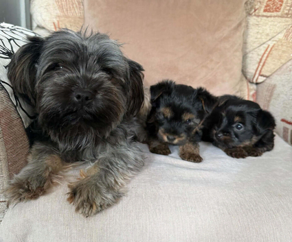Miniture yorkshire terrier puppys