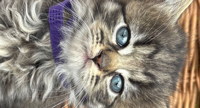 Blue eyed  fluffy babies