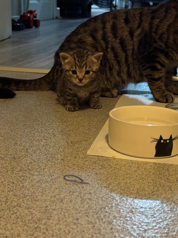 British shorthair cross tabby kittens