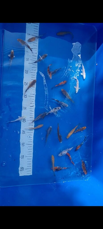 Japanese koi collection ip2