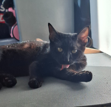 BINX 5 month OLD KITTEN