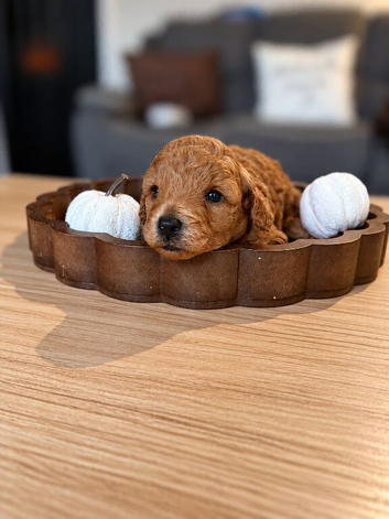 Stunning toy poodle boy red