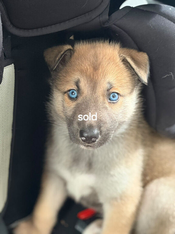 Belgium malinois x husky