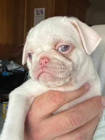 4 Prestige KC registered Pink Pug Puppies
