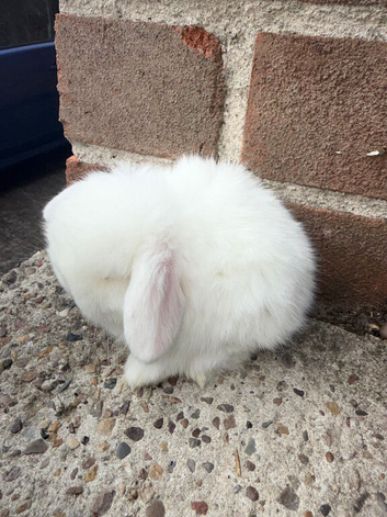 Top quality mini lops