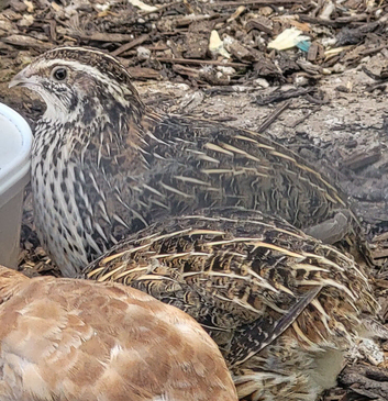 X3 Adult female quail