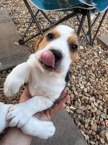 Beagle pub