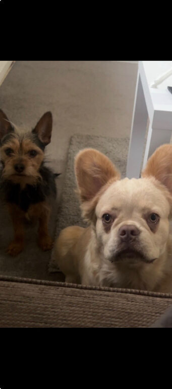 Male fluffy frenchie