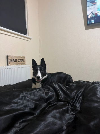 Beautiful male border collie