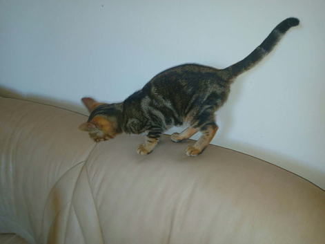 Gorgeous gold grey bengal boy Ready now