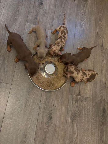 Minature Dachund boys kc registered