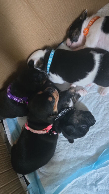 American bull jack puppies