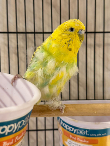 Female budgies