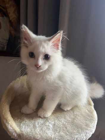 Last maleRagdoll kitten