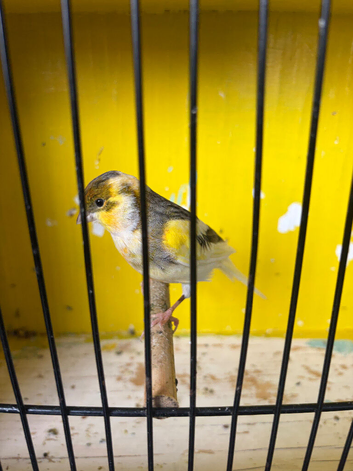 canary