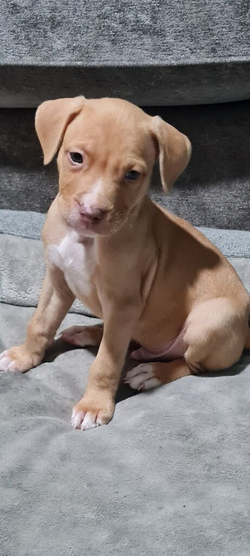 7wk old American Bully puppies