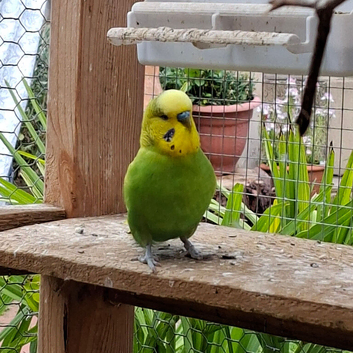for sale budgie male