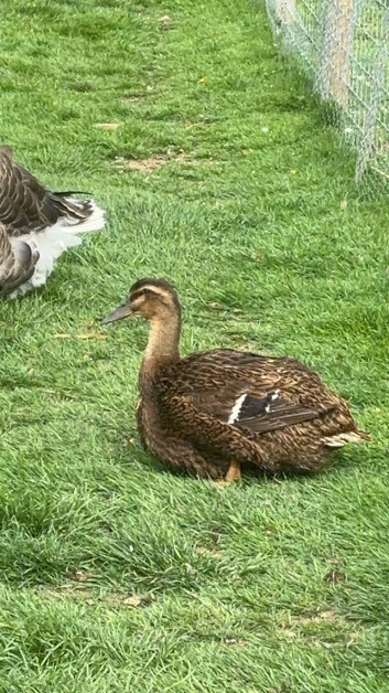 Rouen ducklings