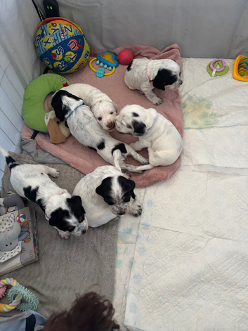 6 beautiful sprocker cross puppy's for sale