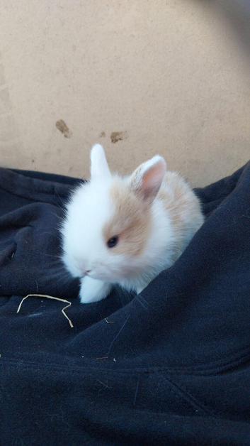 5 beautiful mini lops for reserving