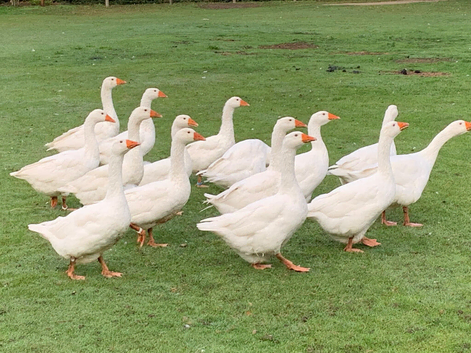 1 female embden goose