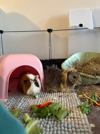 Two female guinea pigs for rehome