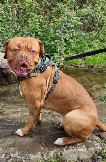 Dogue de bordeaux for stud