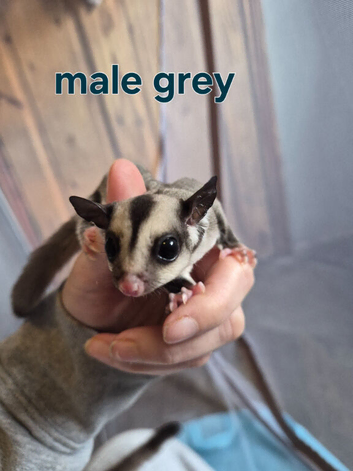 Male grey sugar glider ready to leave
