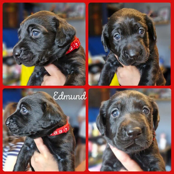 Labrador puppies