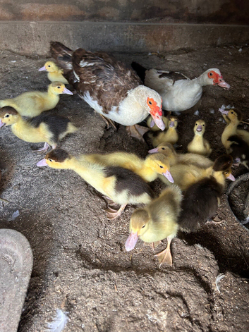 Muscovy ducklings for sale