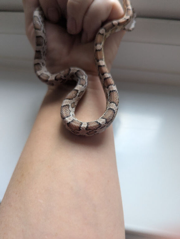 Baby corn snake for sale