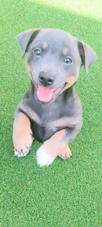 Jack Russell Puppies