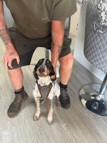 5-Month-Old Cocker Spaniel &times; Border Collie Puppy Looking for His Forever Home